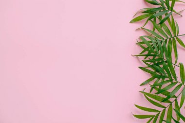 şık yaz düz yatıyordu. taze hurma sınır, pembe arka plan metin için yer bırakır. yaz tatil kavramı. seyahat ve Yolculuk tutkusu