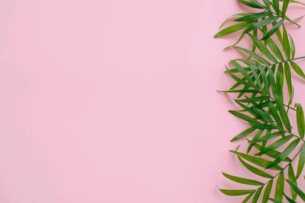 Piso Verano Con Estilo Hojas Palma Fresca Borde Sobre Fondo —  Fotos de Stock