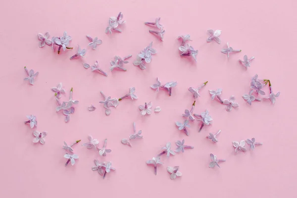 Mooie Lila Paars Bloemblaadjes Bloemen Roze Achtergrond Plat Lag Met — Stockfoto