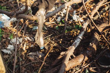 Gönüllü parktan kirli naylonları topluyor. Eldivenli kadın.