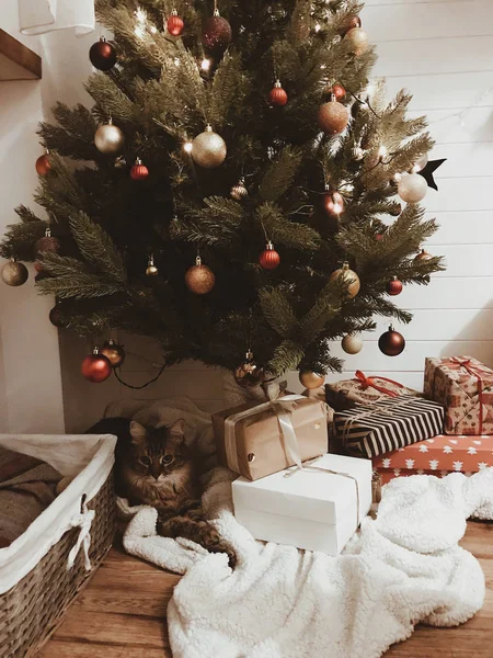 Roztomilá kočka sedící pod vánočním stromem se slavnostními dárkovými krabicemi. K — Stock fotografie