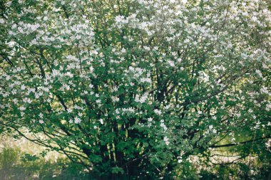 Güneşli bahar bahçesinde ağaç dallarında ayva çiçeği. Cy.