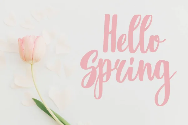 Hello Spring Hello Spring Text Pink Tulip White Background Floral — Stock Photo, Image