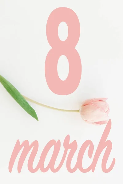 März Glücklicher Frauentag Blumengrüßkarte März Text Auf Rosa Tulpe Flach — Stockfoto