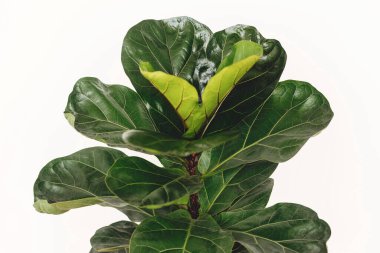Ficus Lyrata. Beautiful fiddle leaf tree leaves on white background. Fresh new green leaves growing from fig tree, close up. Houseplant. Plants in modern interior room clipart