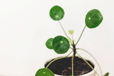 Pilea peperomioides modern tencereye yerleştirilmiş beyaz arka planda fotokopi alanı ile birlikte. Modern ev dekorasyonu. Çiçek. Krepler beyaz çömleğe konur.