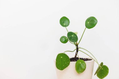 Pilea peperomioides modern tencereye yerleştirilmiş beyaz arka planda fotokopi alanı ile birlikte. Modern ev dekorasyonu. Çiçek. Krepler beyaz çömleğe konur.