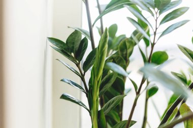 Güzel zamioculcas bitkisi güneşli ışıkta beyaz arka planda pencere pervazında. Çiçek. Modern iç mekandaki bitkiler. Taze yeşil yapraklı zz bitkisi, kapat..