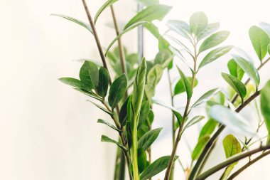 Zz bitkisinden taze yeşil yapraklar çıkıyor, yakın plan. Güzel zamioculcas bitkisi güneşli ışıkta beyaz arka planda pencere pervazında. Çiçek. Modern iç mekanda bitkiler