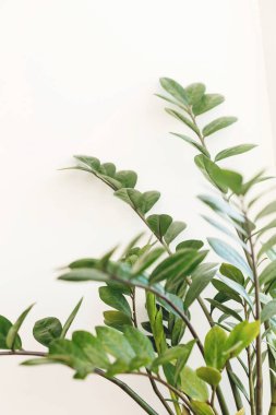 Güzel zamioculcas bitkisi güneşli ışıkta beyaz arka planda pencere pervazında. Çiçek. Modern iç mekandaki bitkiler. Taze yeşil yapraklı zz bitkisi, kapat..