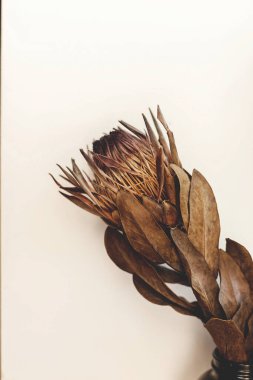 Beyaz arka planda fotokopi aletiyle kurumuş protea, yakın plan. Yaratıcı bir imaj. Güneşli ışıkta kuruyan protea çiçeği. Şık tasarım ögesi, pastel bej renkler
