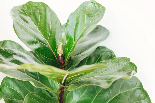 Färska Nya Gröna Blad Växer Från Ficus Lyrata Fikonträd Närbild — Stockfoto