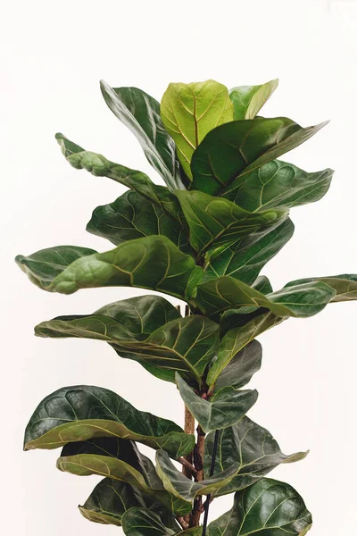 Ficus Lyrata. Beautiful fiddle leaf tree leaves on white background. Fresh new green leaves growing from fig tree, close up. Houseplant. Plants in modern interior room