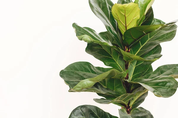 Ficus Lyrata Hermosas Hojas Árbol Violín Sobre Fondo Blanco Nuevas — Foto de Stock