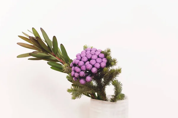 Brunia Rostlina Zelené Větve Keramické Vázy Bílém Pozadí Neobvyklá Kreativní — Stock fotografie