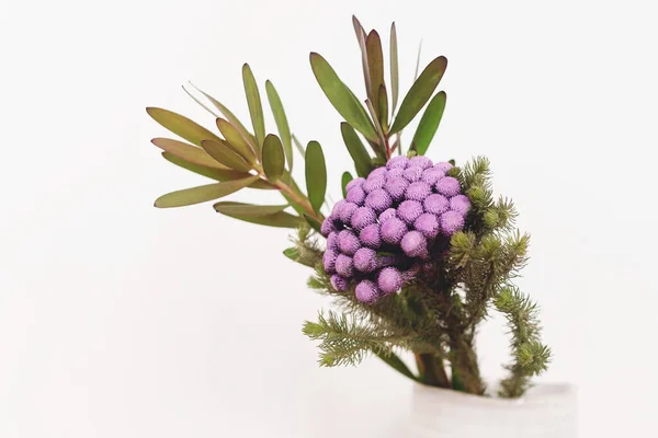 白底陶瓷花瓶中的布鲁尼亚植物和绿色枝条 不同寻常的创意之花家居装饰 漆成紫色的乌头花 — 图库照片