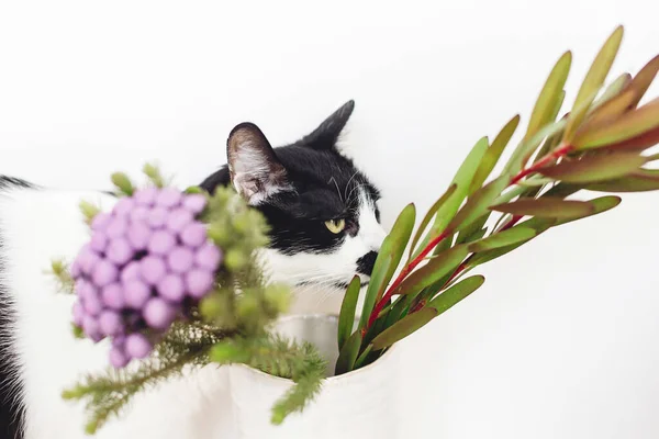 コピースペースの白い背景にかわいい猫の匂いブルニア植物 珍しい創造的な花 家のペットと装飾 キュリオス黒と白の子猫の匂いが紫の色でブルニアの花を描いた — ストック写真