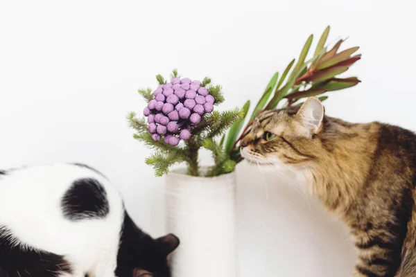 Två Katter Luktar Brunia Växt Vit Bakgrund Med Kopieringsutrymme Ovanligt — Stockfoto