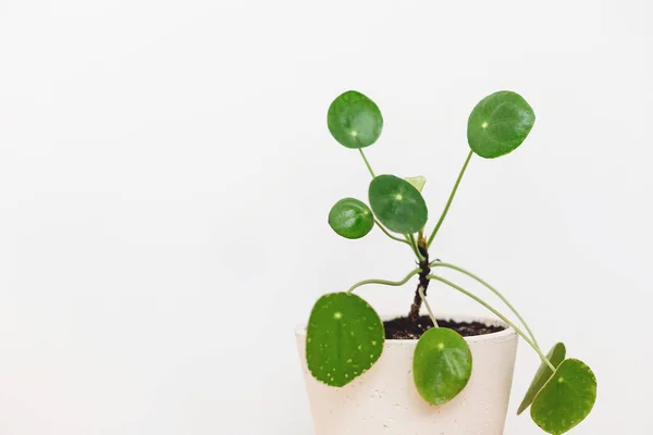 Pilea Peperoides Сажают Современном Горшке Белом Фоне Пространством Копирования Современный — стоковое фото