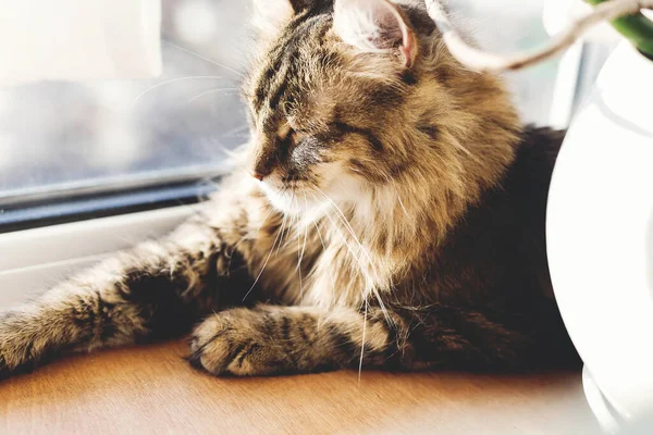 Симпатичная Табби Кошка Лежащая Деревянной Подоконнике Теплом Солнечном Свете Расслабляющая — стоковое фото