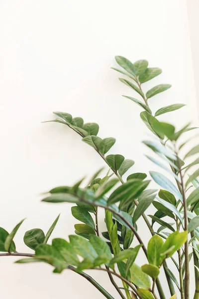 Hermosa Planta Zamioculcas Luz Soleada Sobre Alféizar Ventana Sobre Fondo — Foto de Stock