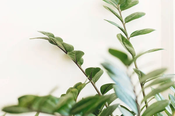 Güzel Zamioculcas Bitkisi Güneşli Işıkta Beyaz Arka Planda Pencere Pervazında — Stok fotoğraf