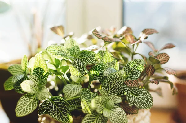 Симпатичное Растение Современном Горшке Зелеными Белыми Листьями Теплом Солнечном Свете — стоковое фото