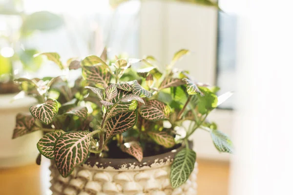 Söt Växt Modern Kruka Med Gröna Och Rosa Blad Varmt — Stockfoto