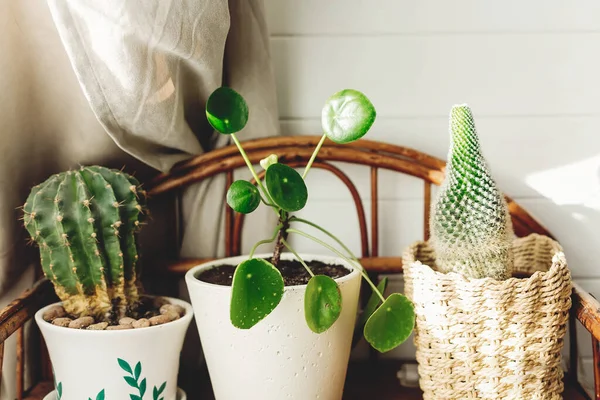 Cactus Pilea Peperomioides Plants Modern Pots Retro Wooden Shelf Scandinavian — Stock Photo, Image