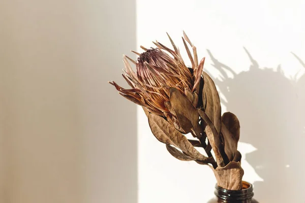 Gedroogde Protea Zonlicht Met Schaduw Droge Protea Bloem Zonnig Warm — Stockfoto