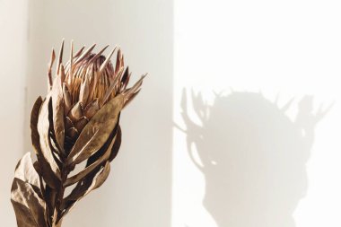 Beyaz zemin üzerinde güneşli, sıcak bir ışıkta fotokopi alanı olan kuru protea çiçeği. Yaratıcı bir imaj. Gölgeli, güneş ışığında kurutulmuş protea. Tarz tasarım ögesi