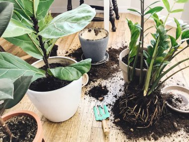 Evdeki santralleri yenilemek. Ficus Fiddle Leaf İncir ağacı ve yerde saksıları, kökleri, zemini ve bahçe aletleri olan zamioculcas bitkileri. Saksı ya da nakil bitkileri. Çiçek..