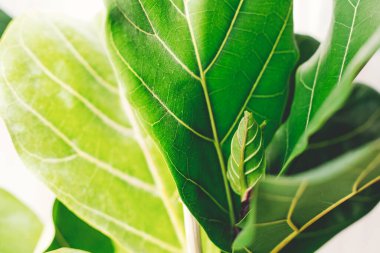 Ficus Lyrata incir ağacından taze yeşil yapraklar çıkıyor. Güneşli arka planda güzel keman yaprağı yaprakları. Çiçek. Modern iç mekanda bitkiler