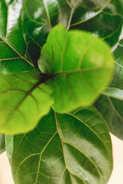 Ficus Lyrata. Güzel keman yaprağı ağacı, beyaz arka planda incir ağacından büyüyen taze yeşil yapraklar. Üst Manzara. Çiçek. Modern iç mekanda bitkiler