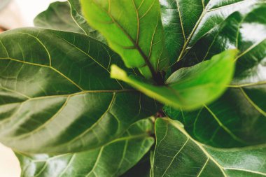 Ficus Lyrata. Beautiful fiddle leaf tree, fresh new green leaves growing from fig tree on white background. Top view. Houseplant. Plants in modern interior room clipart