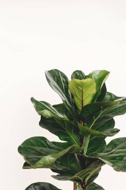 Ficus Lyrata. Beyaz arka planda güzel keman yaprağı yaprakları. İncir ağacından çıkan taze yeşil yapraklar. Yaklaş. Uzayı kopyala Çiçek. Modern iç mekanda bitkiler