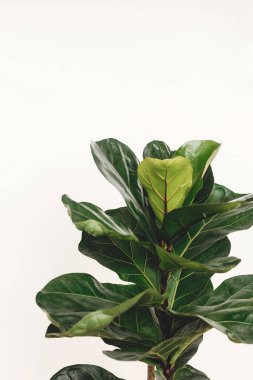 Ficus Lyrata. Beautiful fiddle leaf tree leaves on white background. Fresh new green leaves growing from fig tree, close up. Copy space. Houseplant. Plants in modern interior room clipart