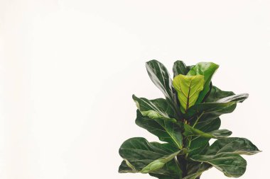 Ficus Lyrata. Beyaz arka planda güzel keman yaprağı yaprakları. İncir ağacından çıkan taze yeşil yapraklar. Yaklaş. Uzayı kopyala Çiçek. Modern iç mekanda bitkiler