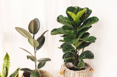 Ficus , Fiddle leaf fig tree, snake sansevieria plants in pots on sunny white background. Houseplants. Plants in modern interior room. Gardening at home clipart