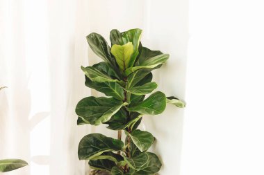 Ficus Lyrata. Beyaz arka planda güzel keman yaprağı yaprakları. İncir ağacından çıkan taze yeşil yapraklar. Çiçek. Modern iç mekanda bitkiler