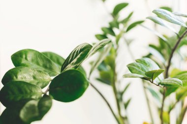 Güzel zamioculcas bitkisi güneşli ışıkta beyaz arka planda pencere pervazında. Çiçek. Modern iç mekandaki bitkiler. Taze yeşil yapraklı zz bitkisi, kapat..