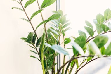 Beyaz arka planda güneşli ışıkta güzel zamioculcas bitkisi. Zz bitkisinden taze yeşil yapraklar çıkıyor, yakın plan. Çiçek. Modern iç mekanda bitkiler