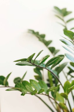 Güzel zamioculcas bitkisi güneşli ışıkta beyaz arka planda pencere pervazında. Çiçek. Modern iç mekandaki bitkiler. Taze yeşil yapraklı zz bitkisi, kapat..