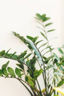 Güzel zamioculcas bitkisi güneşli ışıkta beyaz arka planda pencere pervazında. Çiçek. Modern iç mekandaki bitkiler. Taze yeşil yapraklı zz bitkisi, kapat..