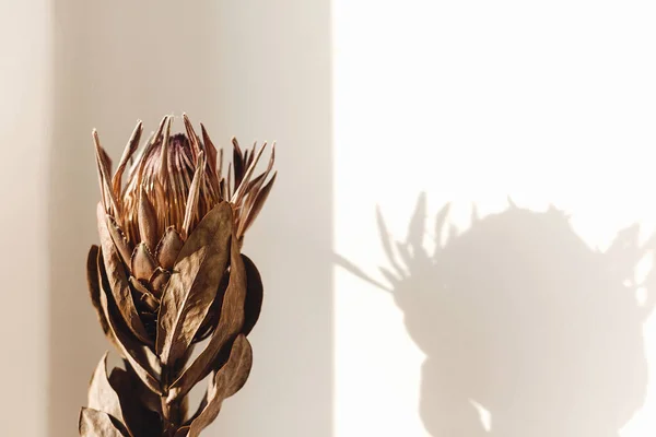 Proteínas Secas Luz Del Sol Con Sombra Flor Protea Seca —  Fotos de Stock
