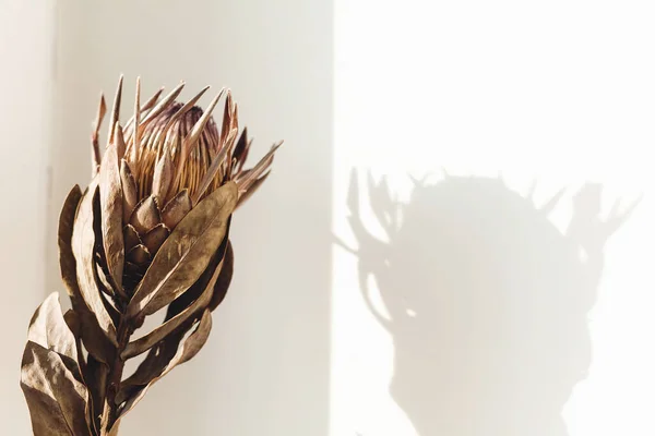 Сухой Цветок Протея Солнечном Теплом Свете Белом Фоне Копировальным Пространством — стоковое фото