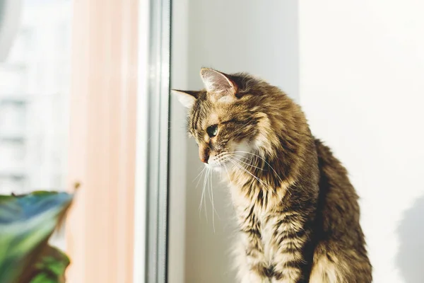 푸르른 식물들 사이의 창가에 귀여운 고양이 존경하는 메이저 길에서 창밖을 — 스톡 사진