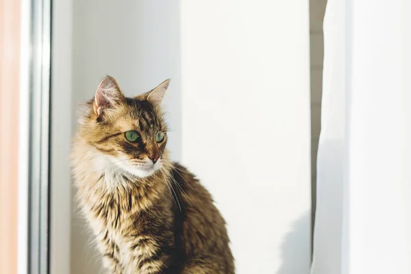 Niedliche Gestromte Katze Sitzt Auf Der Fensterbank Warmem Sonnigem Licht — Stockfoto