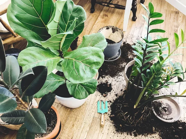 Repotting Plants Home Ficus Lyrata Tree Zamioculcas Plant Floor Roots — Stock Photo, Image