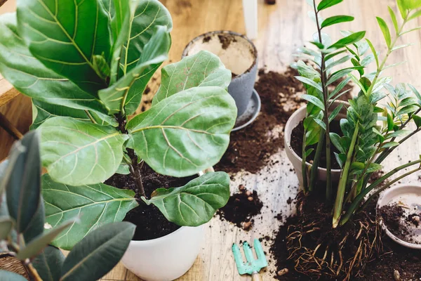 Repotting plants at home. Ficus Fiddle Leaf Fig tree and zamioculcas plants on floor with pots, roots, ground and gardening tools. Potting or transplanting plants. Houseplant.